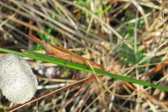 Leptysma marginicollis