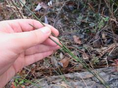 Juncus trigonocarpus