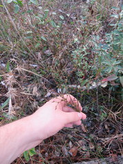 Juncus trigonocarpus