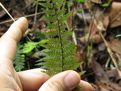 Myriopteris microphylla