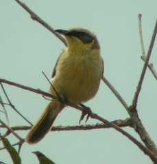 Gray-Headed Honeyeater photo 3