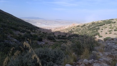 Ampelodesmos mauritanicus