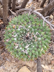 Mammillaria melanocentra melanocentra