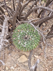 Mammillaria melanocentra melanocentra