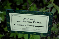 Spiraea rosthornii