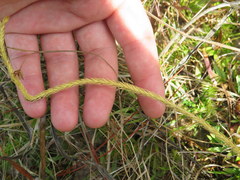 Lycopodiella appressa