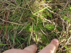 Lycopodiella appressa