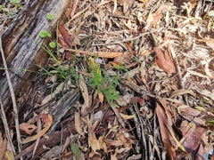 Rostellularia adscendens