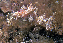 Plocamopherus