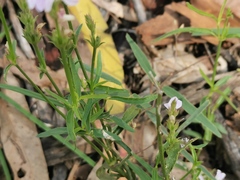 Rostellularia adscendens