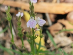 Rostellularia adscendens