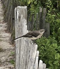 Mimus polyglottos