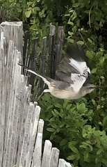 Mimus polyglottos