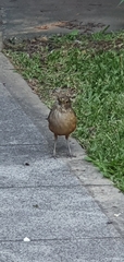 Turdus rufiventris