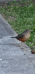 Turdus rufiventris
