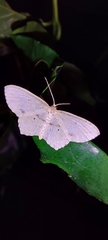 Scopula cacuminaria