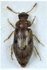 Phloiophilus edwardsii