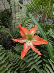 Hippeastrum vittatum
