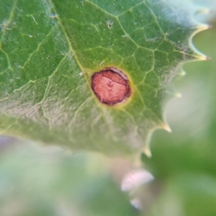 Wilsonomyces carpophilus