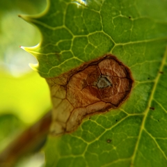 Wilsonomyces carpophilus