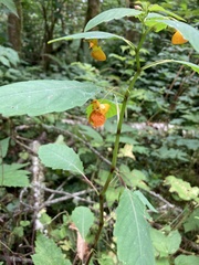 Impatiens × pacifica
