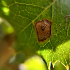 Wilsonomyces carpophilus