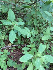Impatiens × pacifica