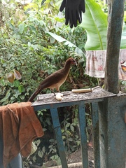 Ortalis erythroptera