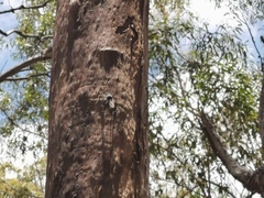 Blepharotes splendidissimus