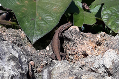 Podarcis virescens