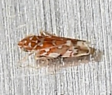 Erythroneura rubra