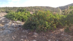 Pistacia terebinthus