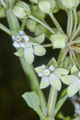 Asclepias similis