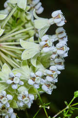 Asclepias similis