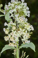 Asclepias similis