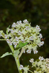 Asclepias similis
