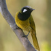 White-eared Honeyeater - Photo (c) David Cook, some rights reserved (CC BY-NC)