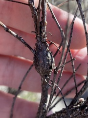 Gnorimoschema powelli