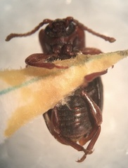 Lycoperdina ferruginea
