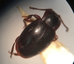 Lycoperdina ferruginea