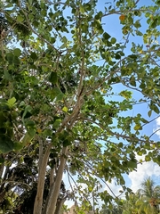 Erythrina standleyana