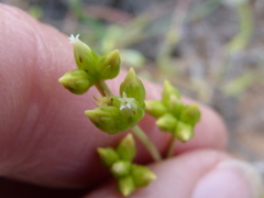 Crassula subaphylla virgata