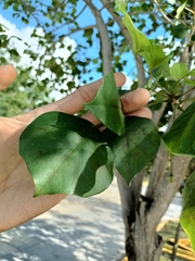 Erythrina standleyana