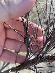 Gnorimoschema powelli