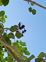 Erythrina standleyana