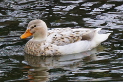 Anas platyrhynchos domesticus