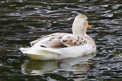 Anas platyrhynchos domesticus