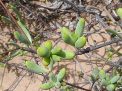 Crassula subaphylla virgata
