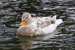 Anas platyrhynchos domesticus