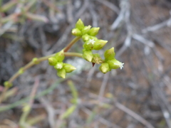Crassula subaphylla virgata